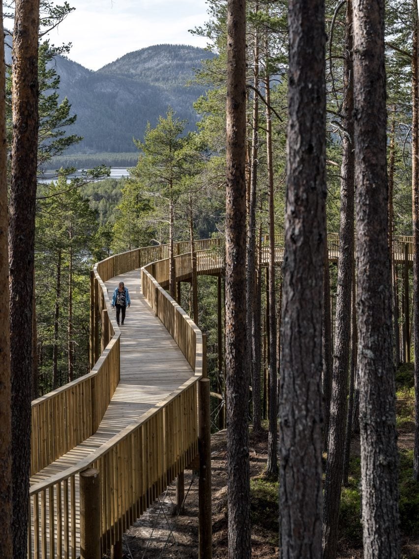 Walkway through pine forest